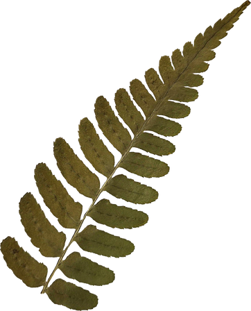 Dried and Pressed Leaves