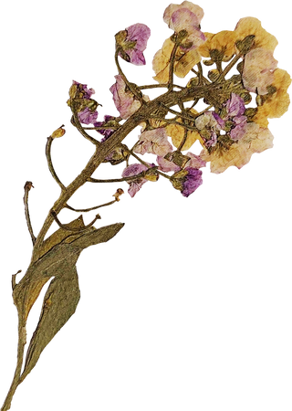 Dried and Pressed Flowers